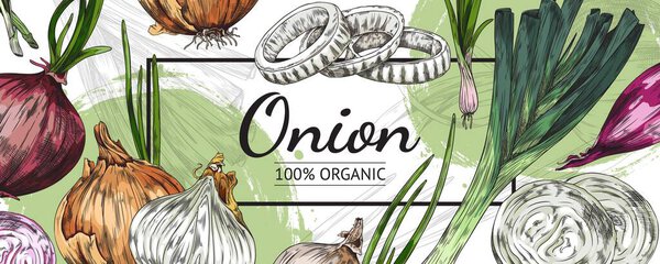 Onion veggie banner or label for packaging template with bulbs and spring onions and leeks hand drawn sketch style vector illustration. Background with onion plants.