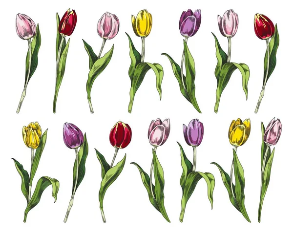 Tulipani Fioriti Disegnati Mano Stile Schizzo Illustrazione Vettoriale Isolata Sfondo — Vettoriale Stock