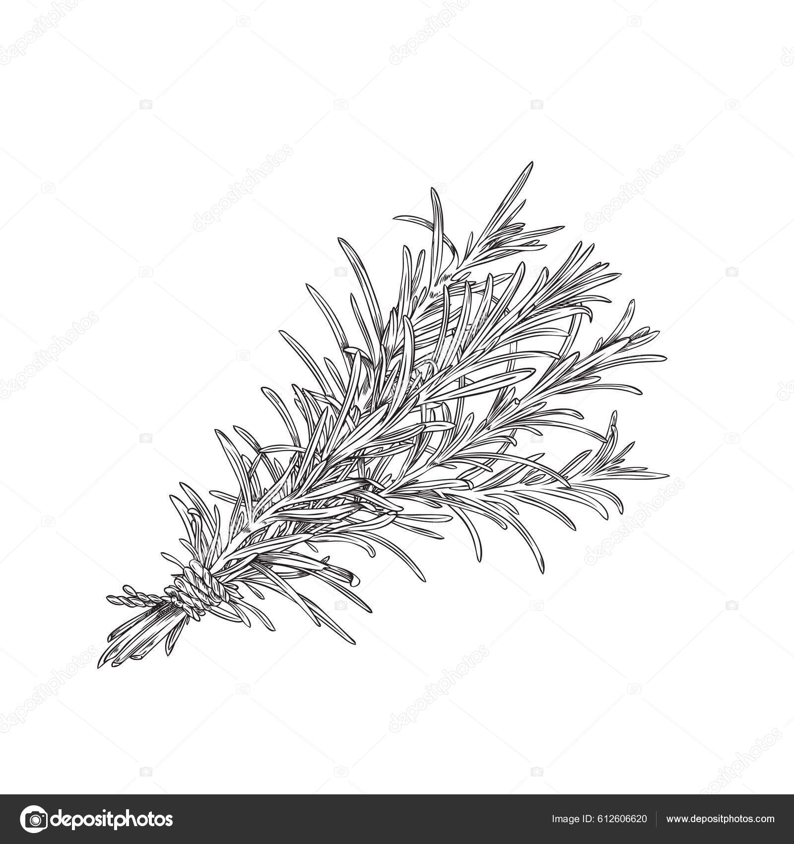 Bunch Rosemary Herb Hand Drawn Sketch Engraving Freehand Style Vector