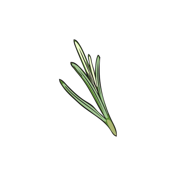 Şleme Tarzında Yeşil Yapraklı Biberiye Bitkisi Tek Dal Beyaz Arka — Stok Vektör