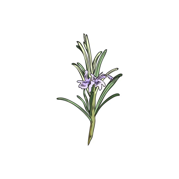 Blühender Rosmarin Mit Kleinen Blüten Dekoratives Element Vintage Skizze Vektor — Stockvektor