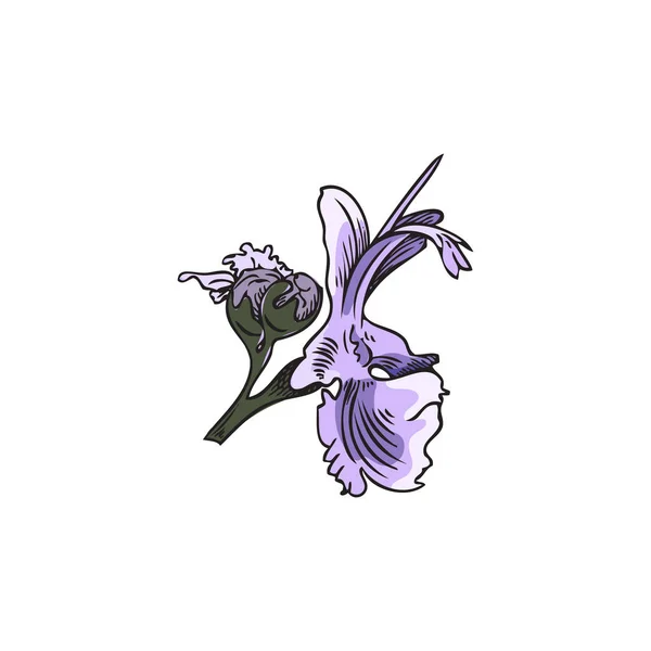 Рука Намальована Фіолетова Квітка Стилю Ескізу Рослин Розмарину Векторні Ілюстрації — стоковий вектор