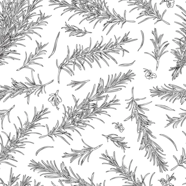 Branches Romarin Fleurs Motif Sans Couture Illustration Vectorielle Croquis Sur — Image vectorielle