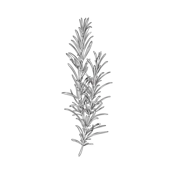 Friss Rozmaring Kézben Rajzolt Gravírozás Stílusban Rosemary Gyógynövény Gallyak Sprigek — Stock Vector