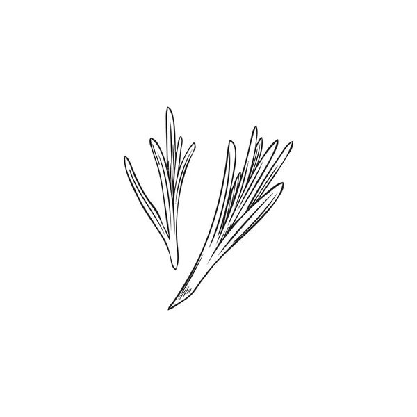 Monochrome Rosmarinblätter Handgezeichneten Skizzenstil Flache Vektorillustration Auf Weißem Hintergrund Isoliert — Stockvektor