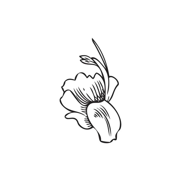 Kézzel Rajzolt Monokróm Rozmaring Virág Vázlat Stílus Vektor Illusztráció Elszigetelt — Stock Vector
