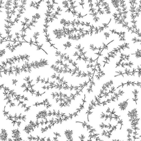 Thym Vert Herbe Botanique Motif Sans Couture Dessin Main Illustration — Image vectorielle