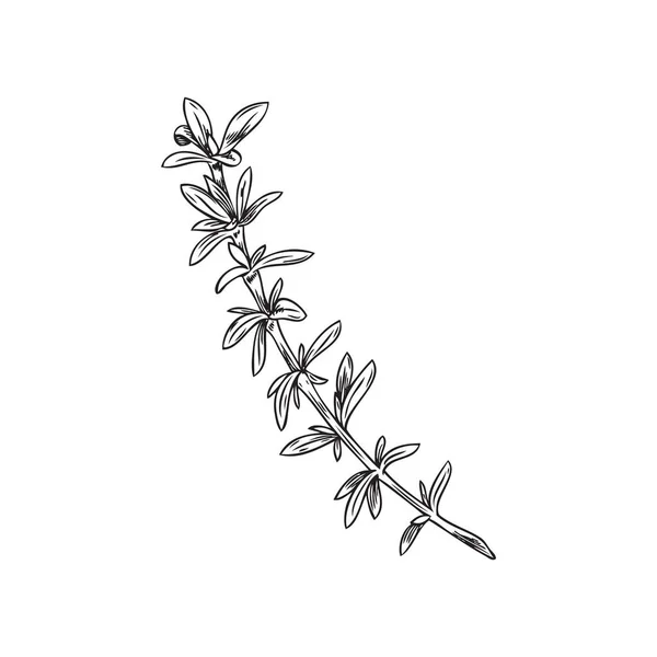 Tijm Plant Monochrome Schets Stijl Vector Illustratie Geïsoleerd Witte Achtergrond — Stockvector