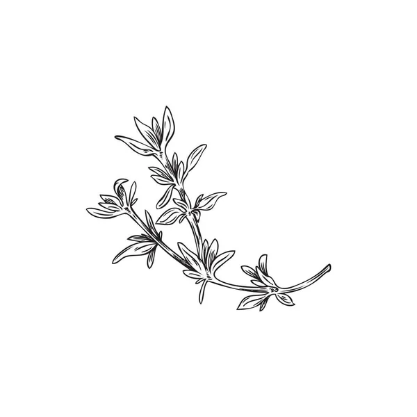 Hand Drawn Thyme Branch Leaves Monochrome Sketch Style Vector Illustration — Stock Vector