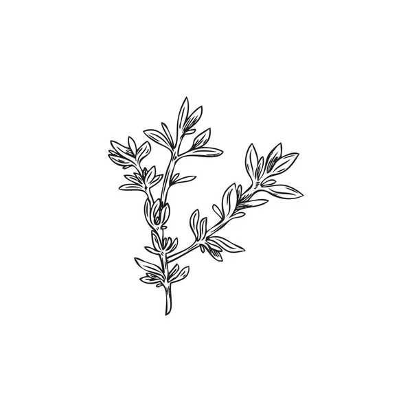 Ароматична Чебрецева Трава Стилі Мальованого Ескізу Векторна Ілюстрація Ізольована Білому — стоковий вектор