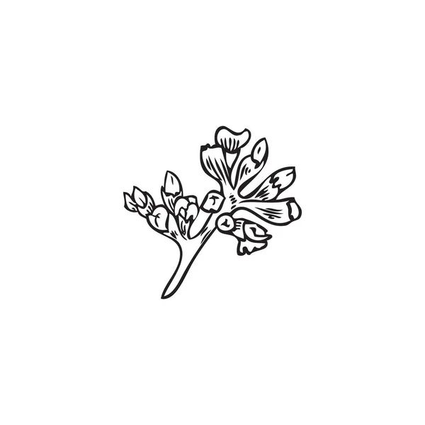Χέρι Λουλούδι Θυμάρι Ζωγραφισμένο Περίγραμμα Doodle Διανυσματική Απεικόνιση Που Απομονώνονται — Διανυσματικό Αρχείο