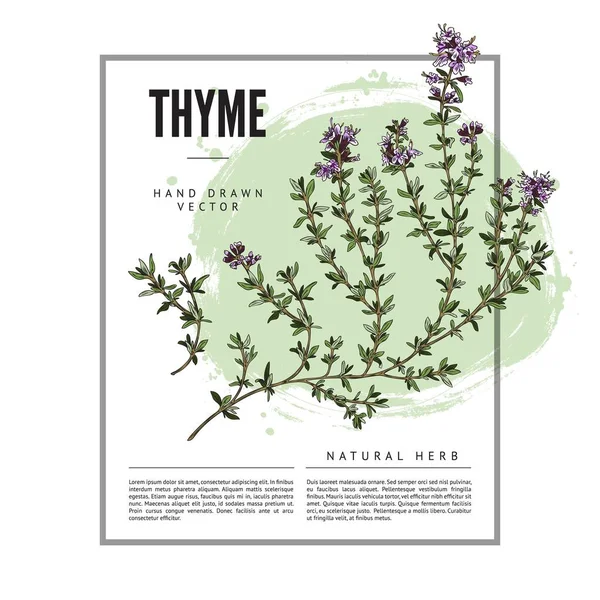 Thym Herbes Épices Badge Modèle Conception Étiquette Dessin Main Croquis — Image vectorielle