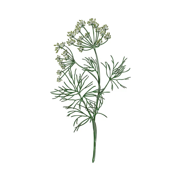 Aromatic Dill 손으로 일러스트는 바탕에 분리되어 향료와 의약품으로 하나나 나뭇가지 — 스톡 벡터