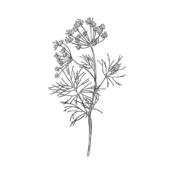 Ручной Рисунок Монохромного Укропа Растительного Наброска Векторная Иллюстрация Изолирована Белом — стоковый вектор