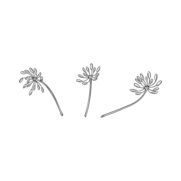 Plantas Endro Monocromático Desenhadas Mão Com Estilo Esboço Sementes Ilustração — Vetor de Stock