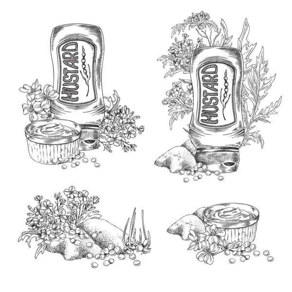 Mostaza Condimentos Alimenticios Colección Elementos Vegetales Ilustración Vectorial Grabado Dibujado — Archivo Imágenes Vectoriales