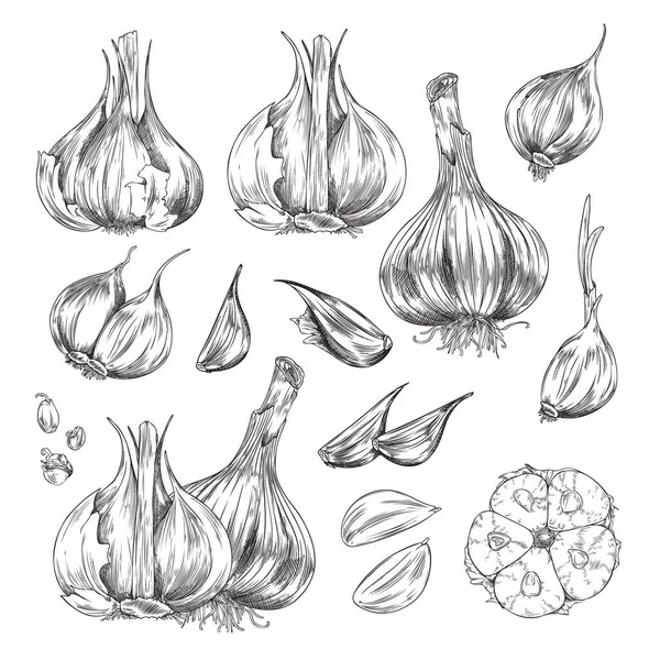Conjunto Mão Desenhado Monocromático Diferentes Garlics Estilo Esboço Ilustração Vetorial — Vetor de Stock