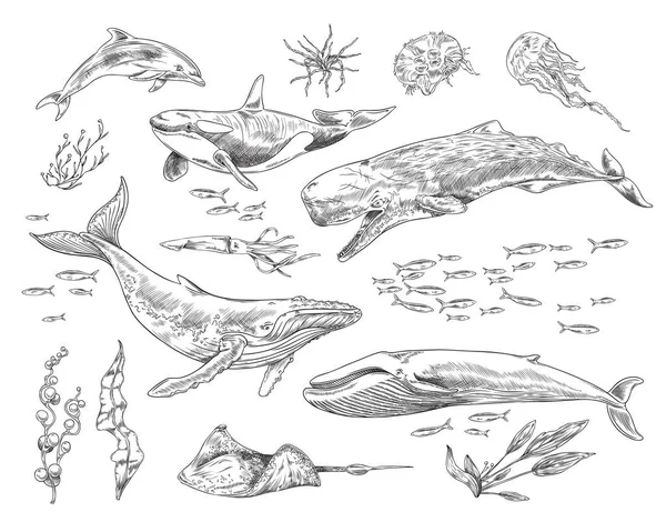 Uppsättning Olika Marina Däggdjur Och Växter Skiss Stil Vektor Illustration — Stock vektor