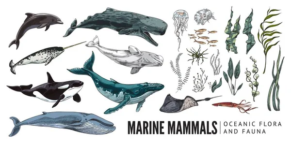 Θαλάσσια Ζώα Του Ωκεανού Και Φύκια Έγχρωμη Απεικόνιση Διάνυσμα Σκίτσο — Διανυσματικό Αρχείο
