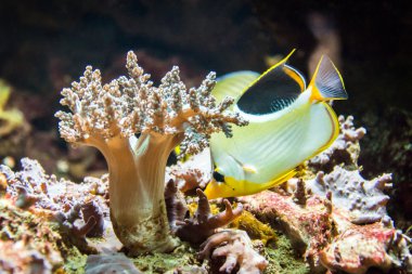 tropikal balık suda ıslatın ve mercan