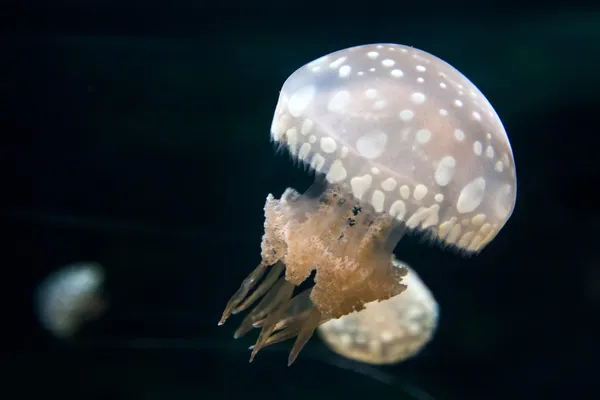 Медуза плавання — стокове фото