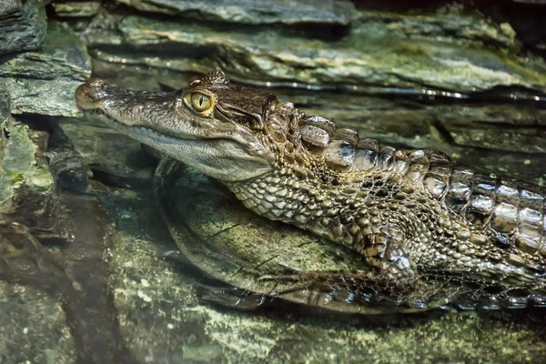Аллигатор выходит из воды — стоковое фото