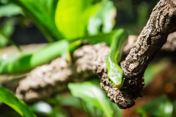 Serpent vert dans l'environnement naturel — Photo