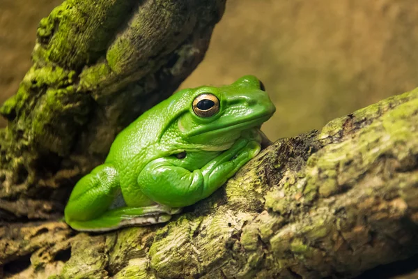 Grüner Frosch friert in der Natur — Stockfoto
