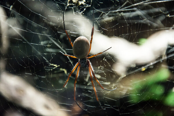 Большой паук в паутине
