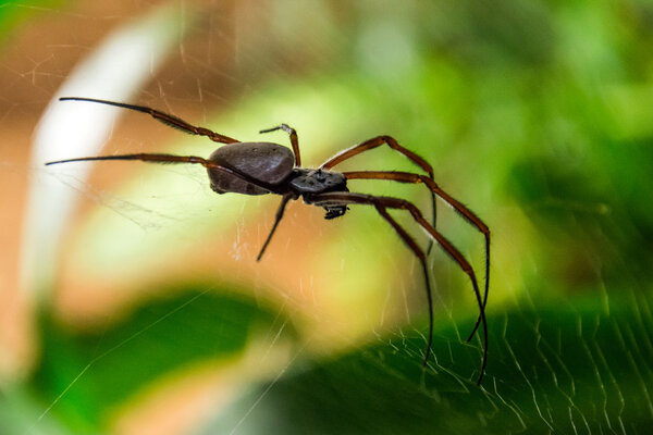 Большой паук в паутине
