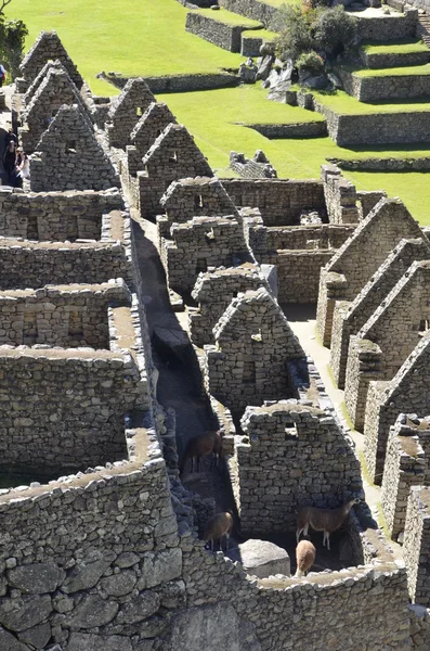 Historiska helgedomen av machu picchu. Peru — Stockfoto