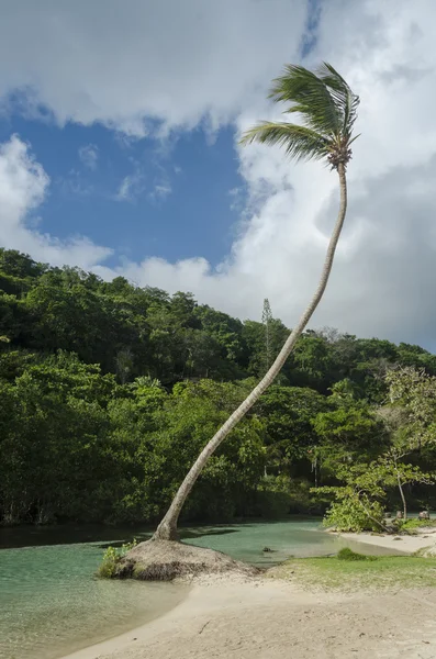 Dominikanska republiken. Samana Stockbild