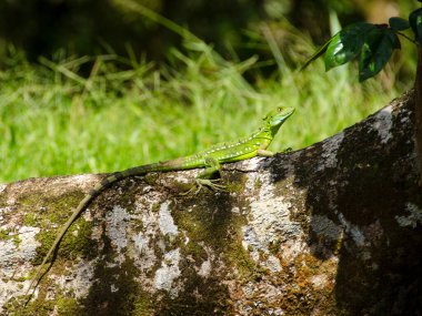 Kosta Rika 'nın en büyük ikinci sulak alanı olan Tortuguero Kanalları doğal zenginliği ve büyük biyolojik çeşitliliği nedeniyle Kosta Rika' nın Amazon 'u olarak kabul edilir..  