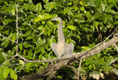 Kosta Rika 'nın en büyük ikinci sulak alanı olan Tortuguero Kanalları doğal zenginliği ve büyük biyolojik çeşitliliği nedeniyle Kosta Rika' nın Amazon 'u olarak kabul edilir..  