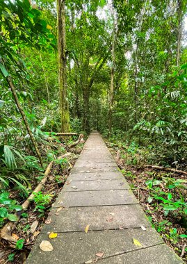  Tortuguero Ulusal Parkı, Kosta Rika