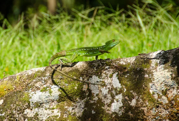 Die Tortuguero Kanäle Das Zweitgrößte Feuchtgebiet Costa Ricas Das Aufgrund — Stockfoto