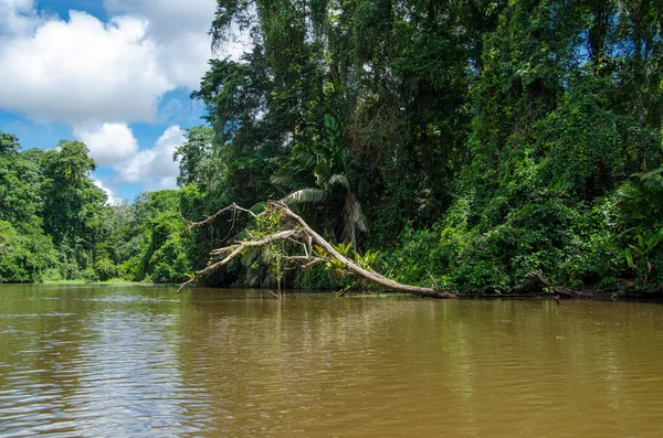 Κανάλια Tortuguero Δεύτερος Μεγαλύτερος Υδροβιότοπος Στην Κόστα Ρίκα Θεωρείται Αμαζόνιος — Φωτογραφία Αρχείου