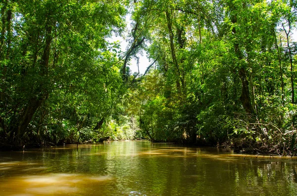 Mangrovie Dell Isola Damas Costa Rica Immagine Stock