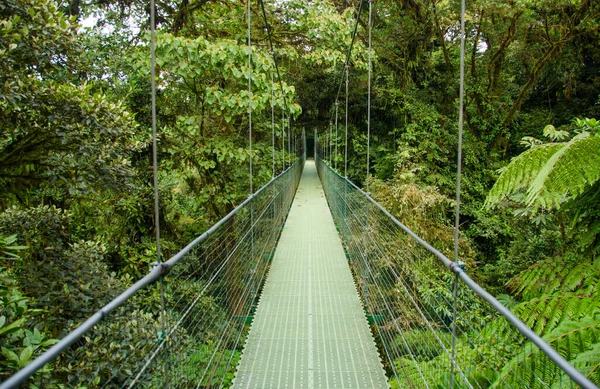 Monteverde Hängbroar Jordgubbar Royaltyfria Stockbilder