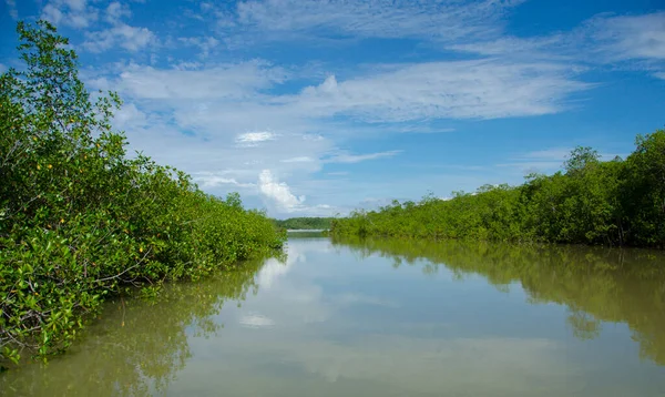 Mangrovie Dell Isola Damas Costa Rica Fotografia Stock