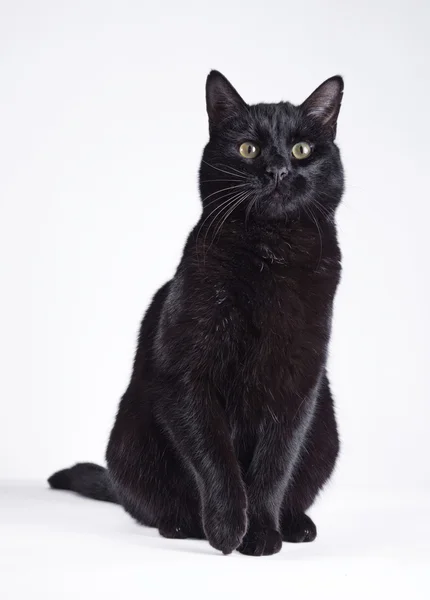 Gato preto em um branco — Fotografia de Stock