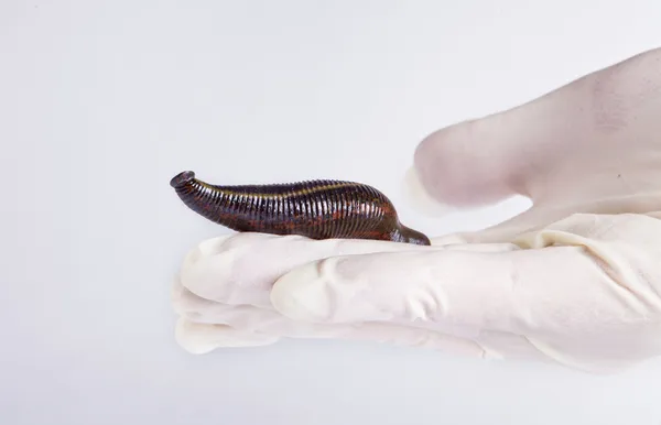 Leech on the white — Stock Photo, Image