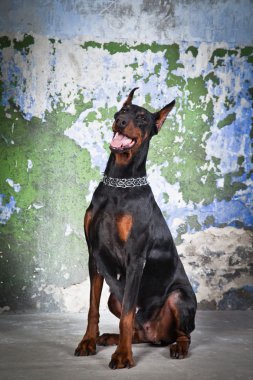 eski bir arka plan üzerinde oturan dobermann köpek