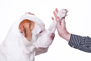 köpek pençe verir