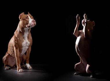 köpek doğurmak pitbul siyah