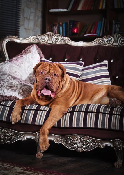 Bordovsky μαντρόσκυλο σκυλί ξαπλωμένη στον καναπέ — Φωτογραφία Αρχείου