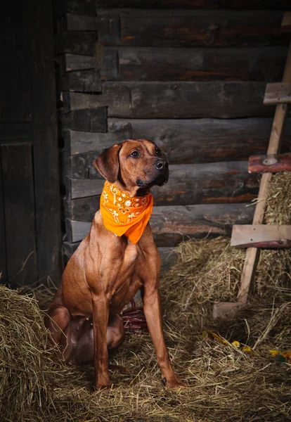 Red dog in the hayloft — Stock Photo, Image