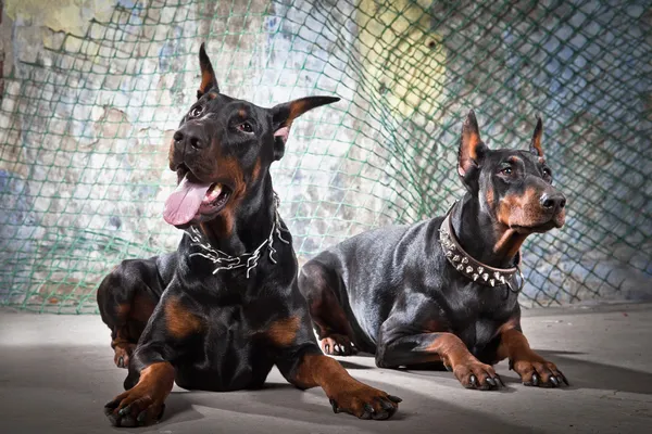 grunge arka plan üzerinde 2 doberman