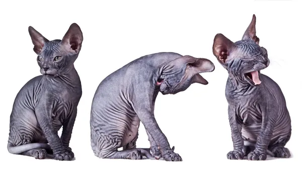 Sphynx γάτα breed κάθεται χασμουρητό — Φωτογραφία Αρχείου