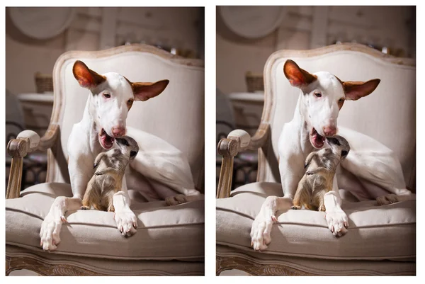 Dog and meerkat — Stock Photo, Image